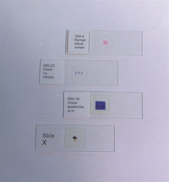 Human Scalp, Vs - 500-21