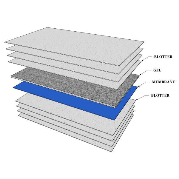 Dried blood spot, ultra purity cotton paper card 3x4 inch, research only, 50 pack - DBSV1-002