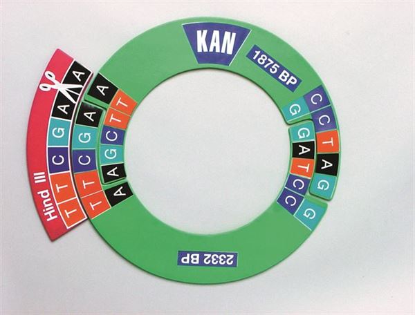 Dna Manipulatives Kit - DNAKIT