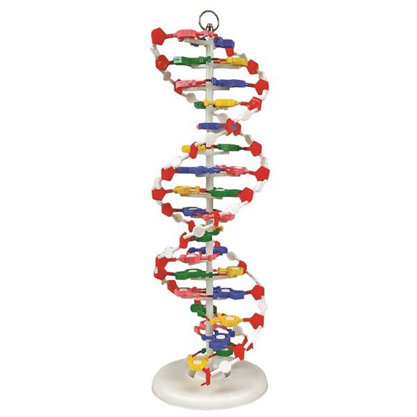 Dna Model (One Model, Unassembled) - DNAM03-U