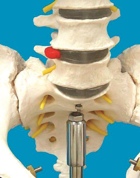 Human Skeleton Model, Life-Sized - HSLS01