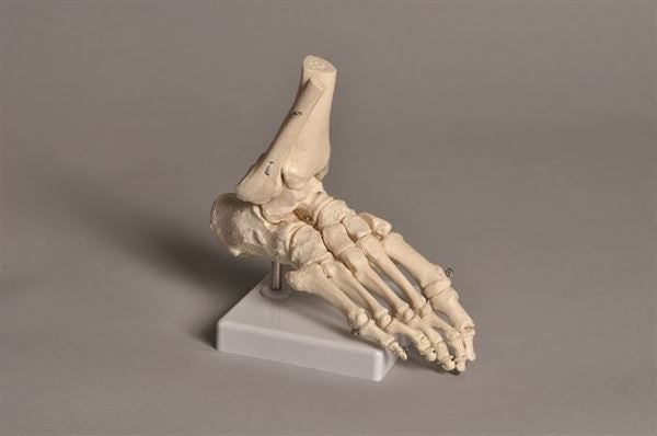 Human Foot Model - HUFT01