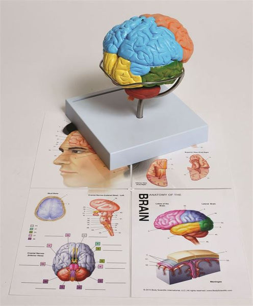 Human Brain Model, 8-Part - MABR08