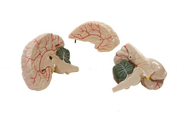 Brain Model, 3-Part - MAHB03