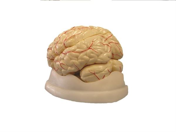 Brain Model, 8-Part - MAHB08