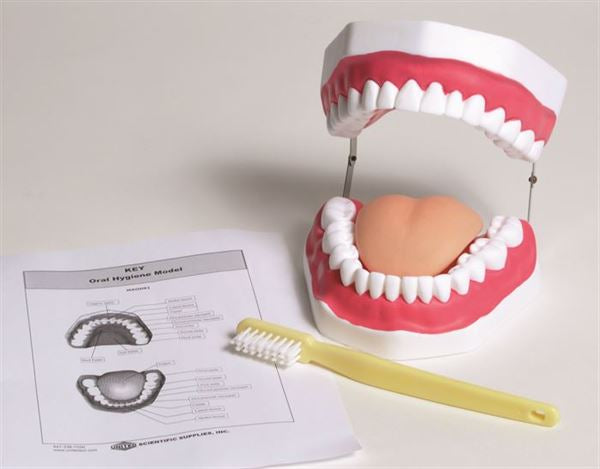 Oral Hygiene Model - MAOH01