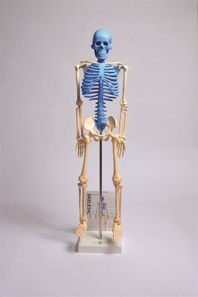 Human Skeleton Model With Fold-Out Guide