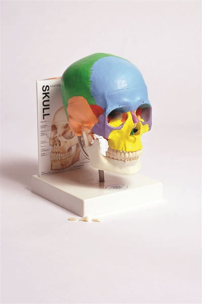 Human Skull Model With Fold-Out Guide - MASKU1