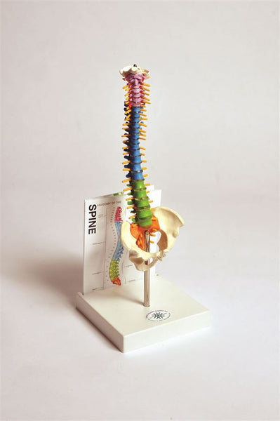 Human Small Spine Model With Fold-Out Guide - MASPN1