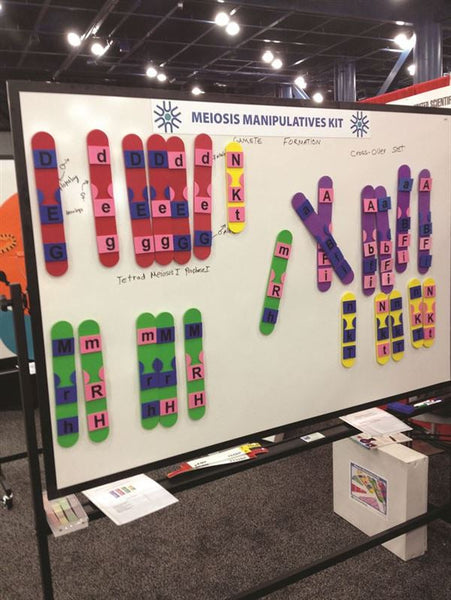 Meiosis Manipulatives Kit - MEIKIT