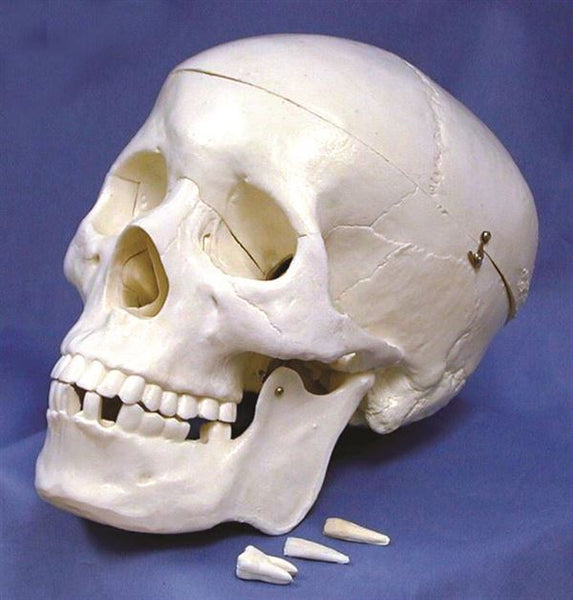 Human Skull Model - PSM001