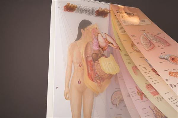 See-Through Sally™ Human Anatomy Display - SEETHS1