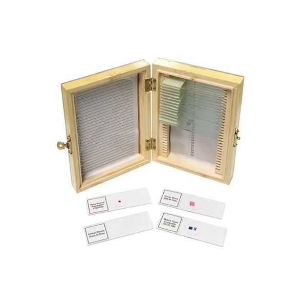 Biology Prepared Slide Set Of 20 - SLD020